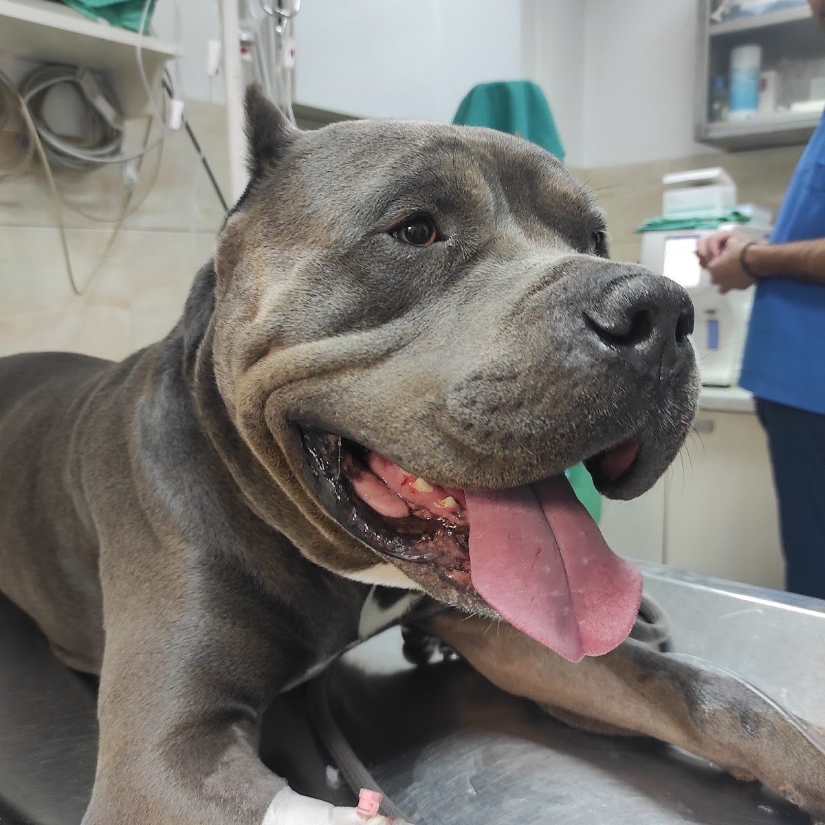 Pas na pregledu kod veterinara