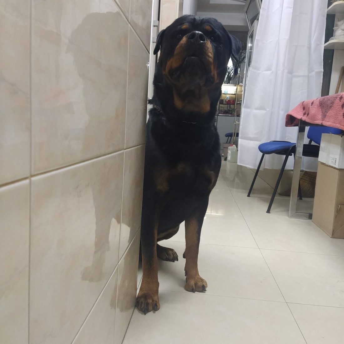 Rotvajler u ambulanti